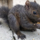 Illustration for article titled Orphaned baby squirrel crisis averted